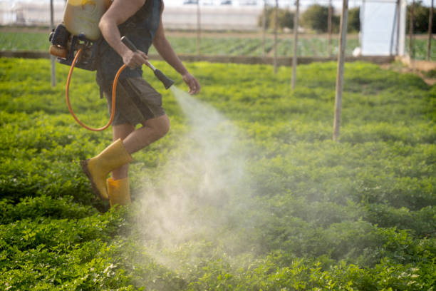 Best Wasp Removal Services  in Lebanon, OR