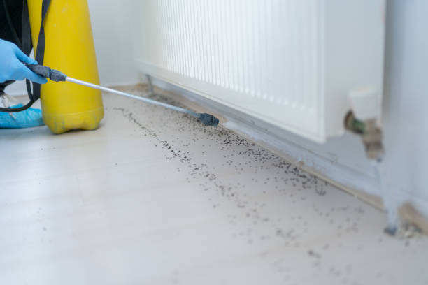Best Spider Control Near Me  in Lebanon, OR