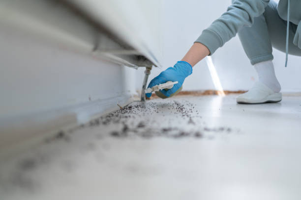Best Rat Extermination Near Me  in Lebanon, OR